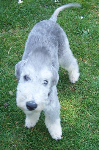 Unsere Hunde 11.05 (17).JPG